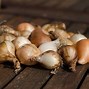 Image result for Plant Flower Bulbs