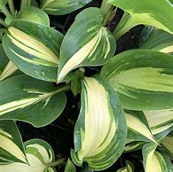 Image result for Hosta Tongue of Flame