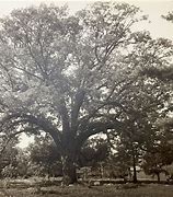 Image result for 600 Year Old Oak Tree
