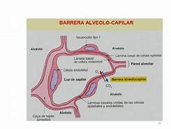 Image result for alveolsr
