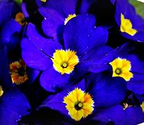 Image result for Blue Yellow Flowers