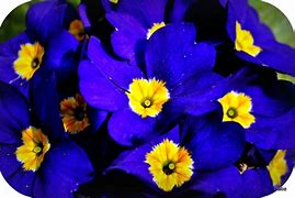 Image result for Blue Yellow Flowers