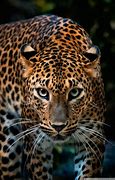 Image result for Jaguar Wallpaper HD iPhone 6