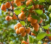 Image result for What Is a Apricot