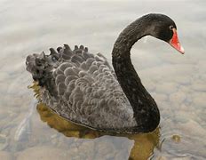 Image result for Black Swan Photography
