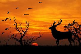 Image result for Safari Sunset Background