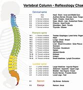 Image result for Spinal Cord Contusion