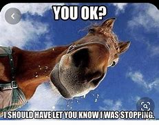 Image result for Beautiful Horse Meme