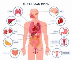 Image result for Human Body Anatomy Model to Put Together