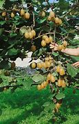 Image result for Actinidia chinensis Jenny