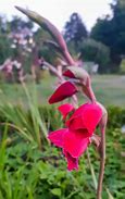 Image result for Gladiolus papilio Ruby