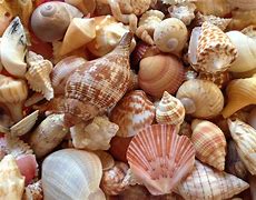 Image result for Seashells