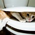 Image result for Toilet Cat Head Meme