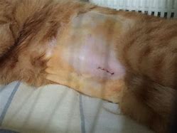 Image result for Cat Spay Stitches