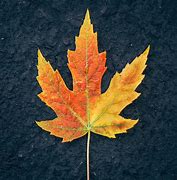 Image result for Canadian Silver Maple Leaf