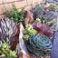 Image result for Cactus Garden Decorations