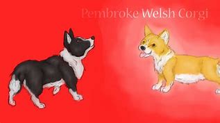 Image result for Pembroke Welsh Corgi Memes