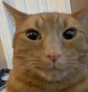 Image result for Most Goofy Ahh Cat