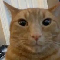Image result for Goofy Cat+ Pics