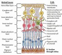 Image result for Neural Layer of Eye