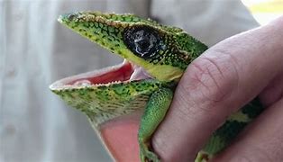 Image result for Cuban Knight Anole Lizard