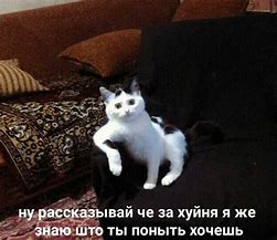 Image result for Russian Cat Meme