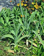 Image result for Allium ampeloprasum Elephant Garlic