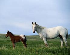 Image result for Native American Wild Horses