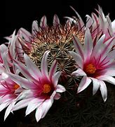Image result for Mammillaria