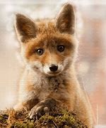 Image result for Cutest Baby Fox