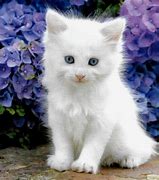 Image result for Little White Kitten