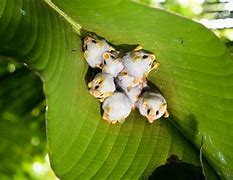 Image result for Honduran Fruit Bat