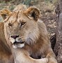 Image result for Lion Roaring Profile