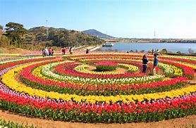Image result for Tulip Garden Srinagar