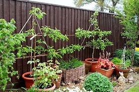 Image result for Looking After a Potted Small Apple Tree