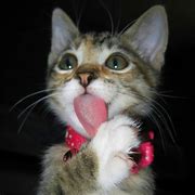 Image result for Funny Cat Pictures Animal