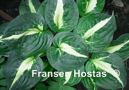 Hosta Twister に対する画像結果