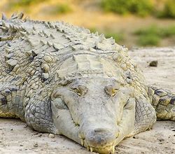 Image result for Orinoco Crocodile