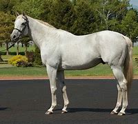 Image result for Silver Charm Race Horse