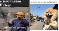 Image result for bad dogs memes funniest