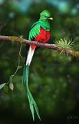 Image result for quetzal