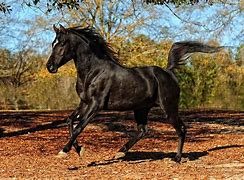 Image result for best five horses breed jump