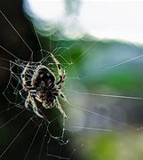 Image result for Largest Spider Web Ever Found