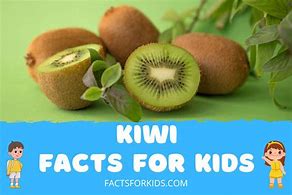 Image result for Kiwi Fruit Vines