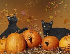 Image result for Thanksgiving Cat 3D Wallpaper