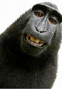 Image result for Monkey Meme Face
