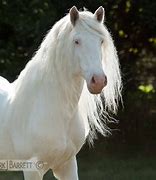Image result for White Draft Horse Breeds