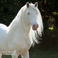 Image result for White Draft Horse