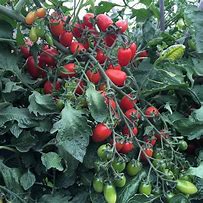 Image result for Cherry Tomato Seeds