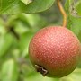 Image result for Pyrus communis Legipont